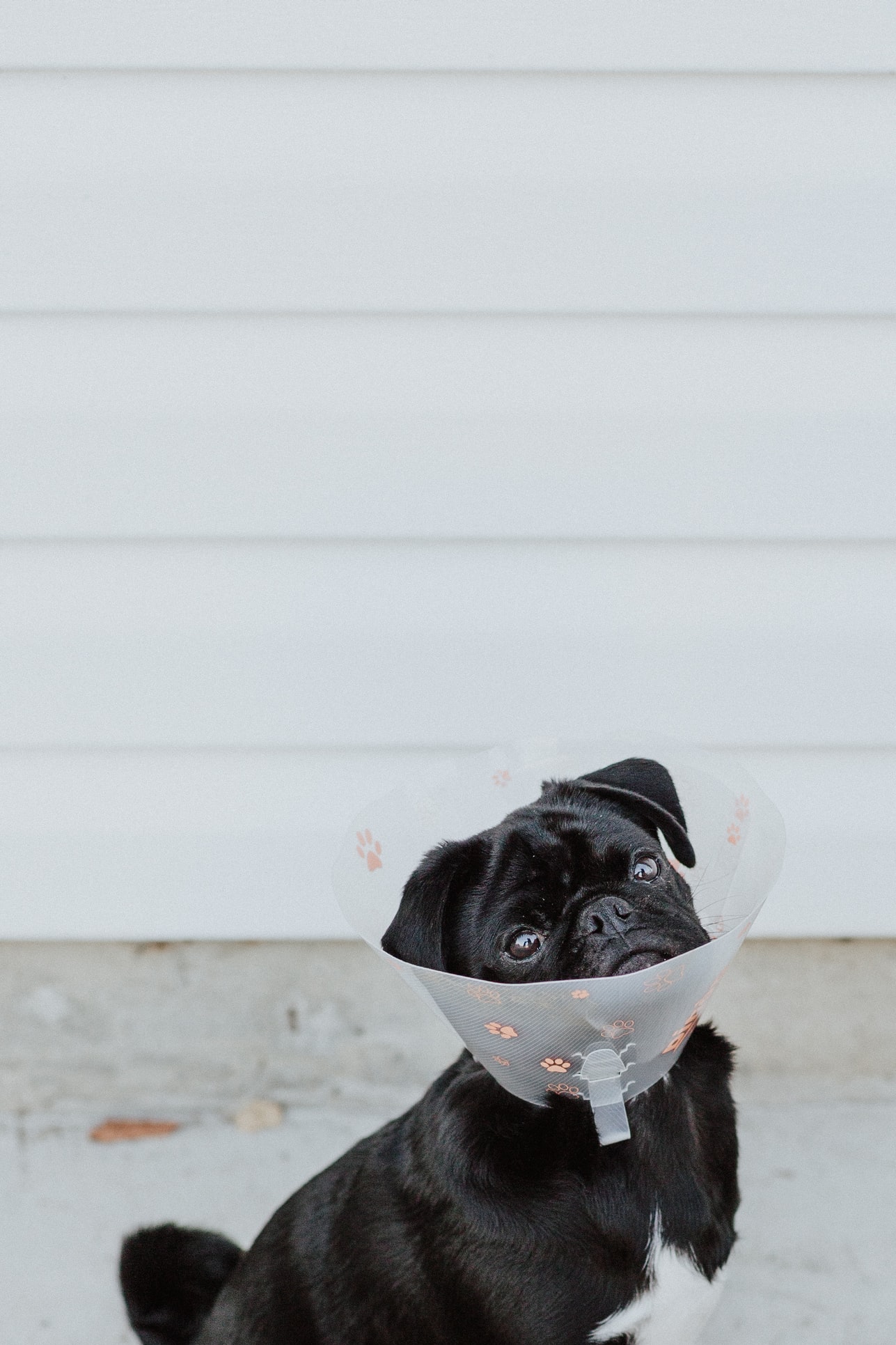 pet insurance black pug