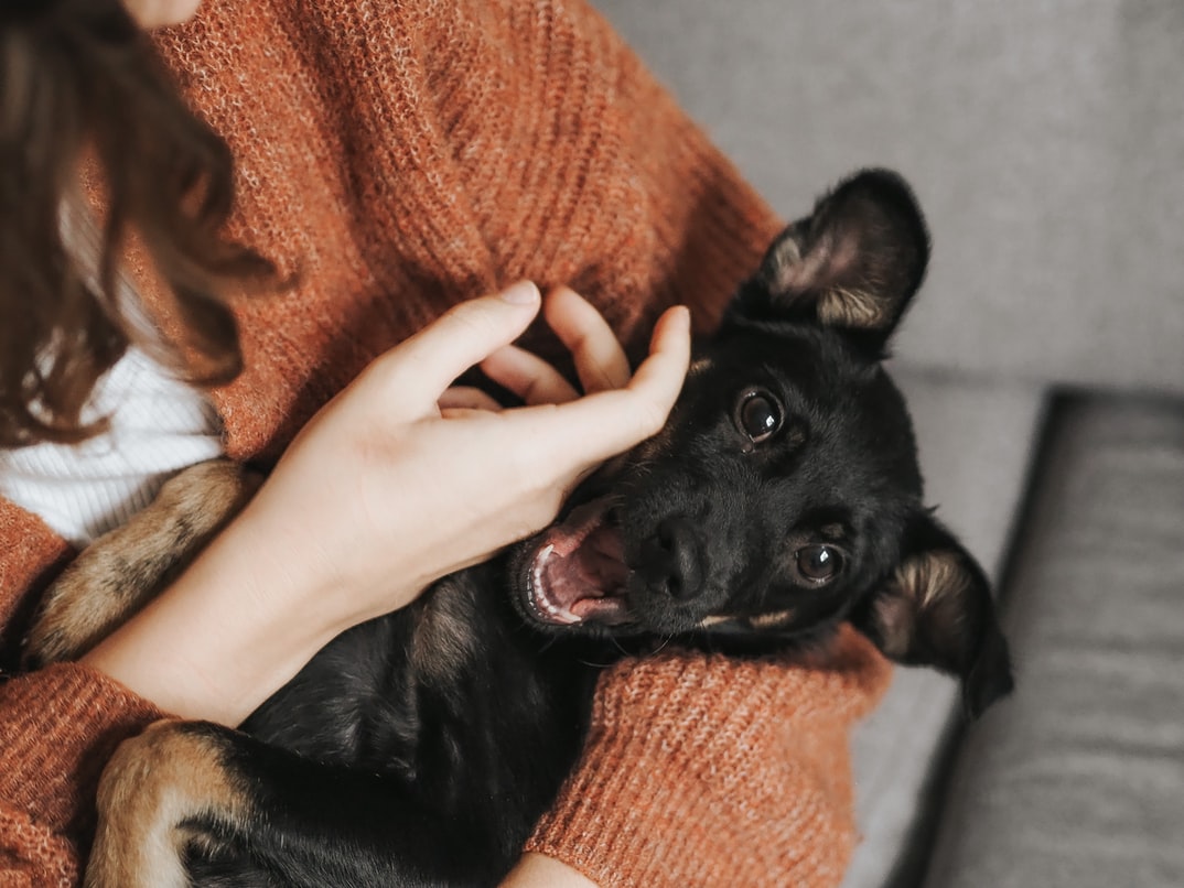 pet insurance dog hand