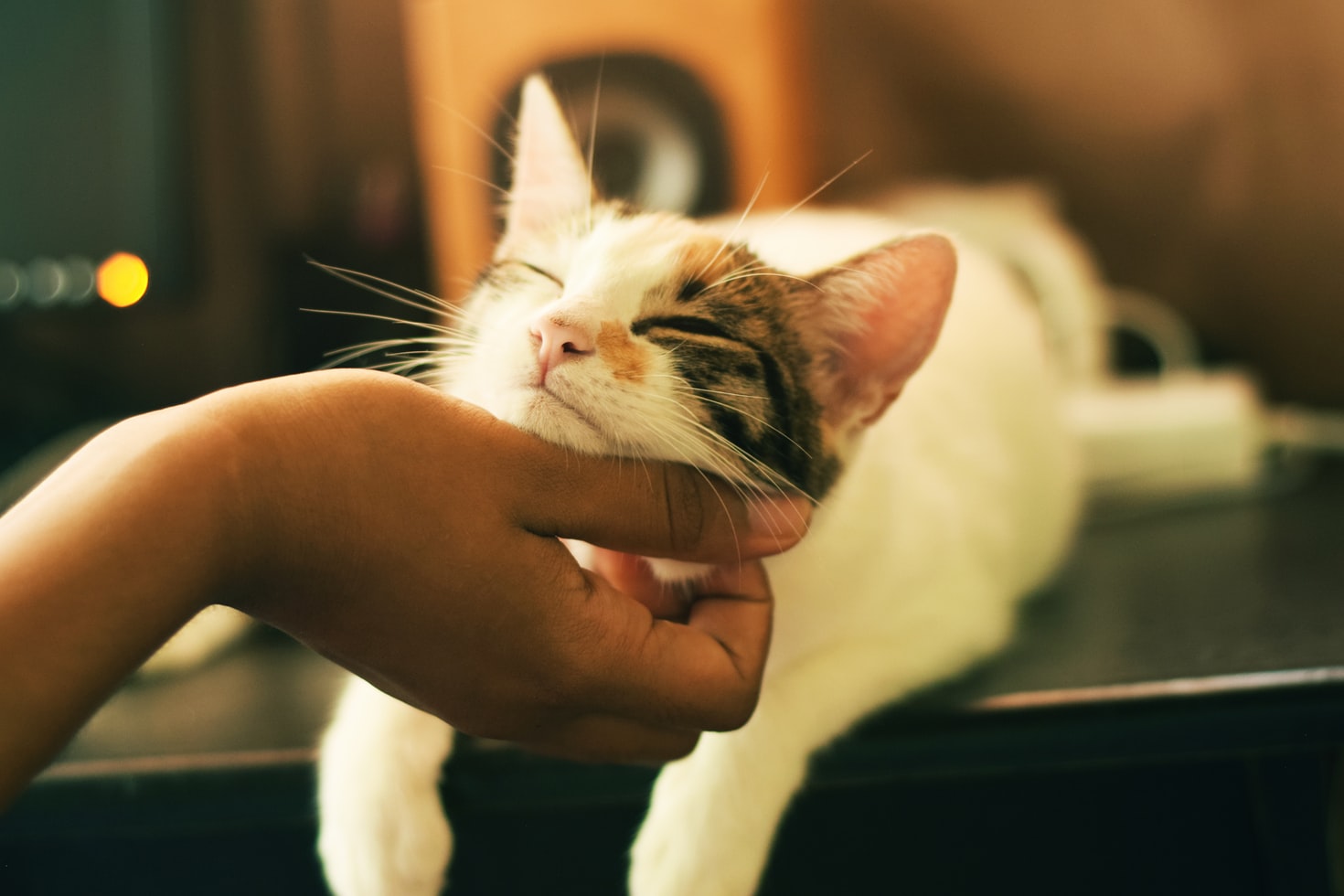 pet insurance cat hand